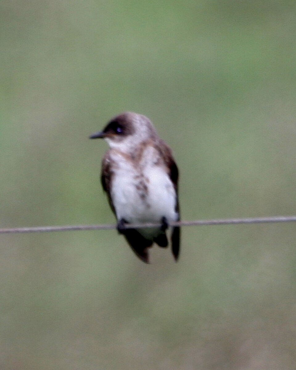 Brown-chested Martin