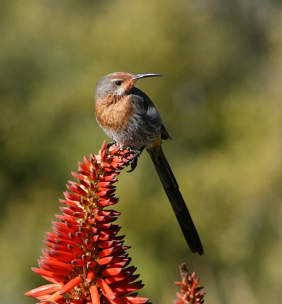 Gurney's Sugarbird