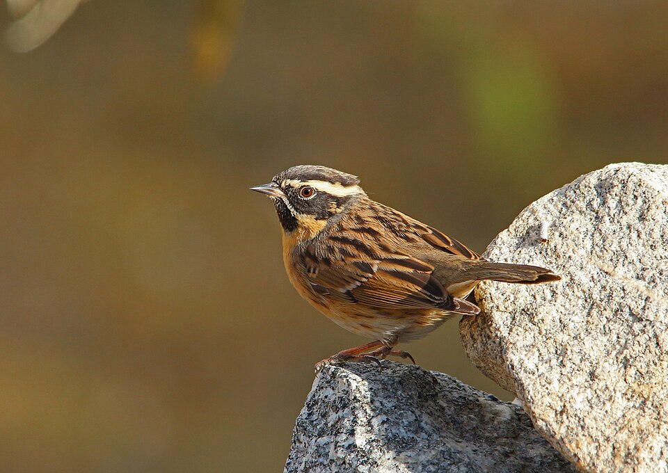 Black-throated Accentor