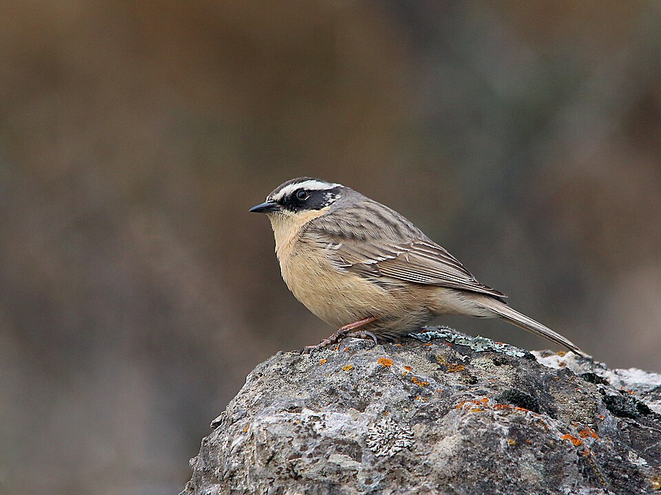 Brown Accentor