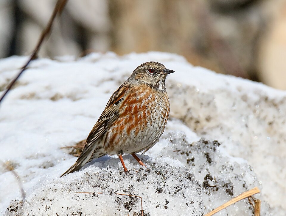 Altai Accentor