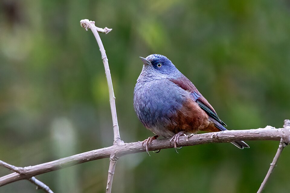 Maroon-backed Accentor