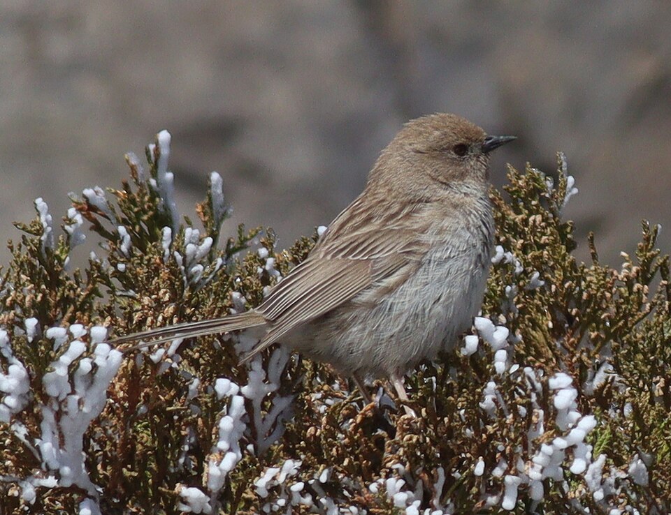 Kozlov's Accentor