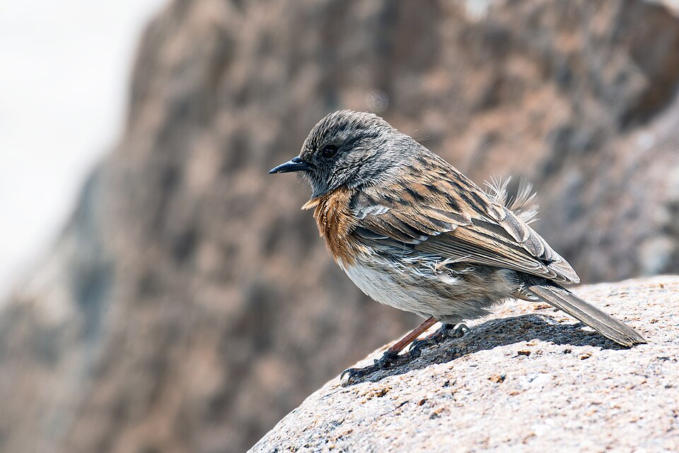 Robin Accentor