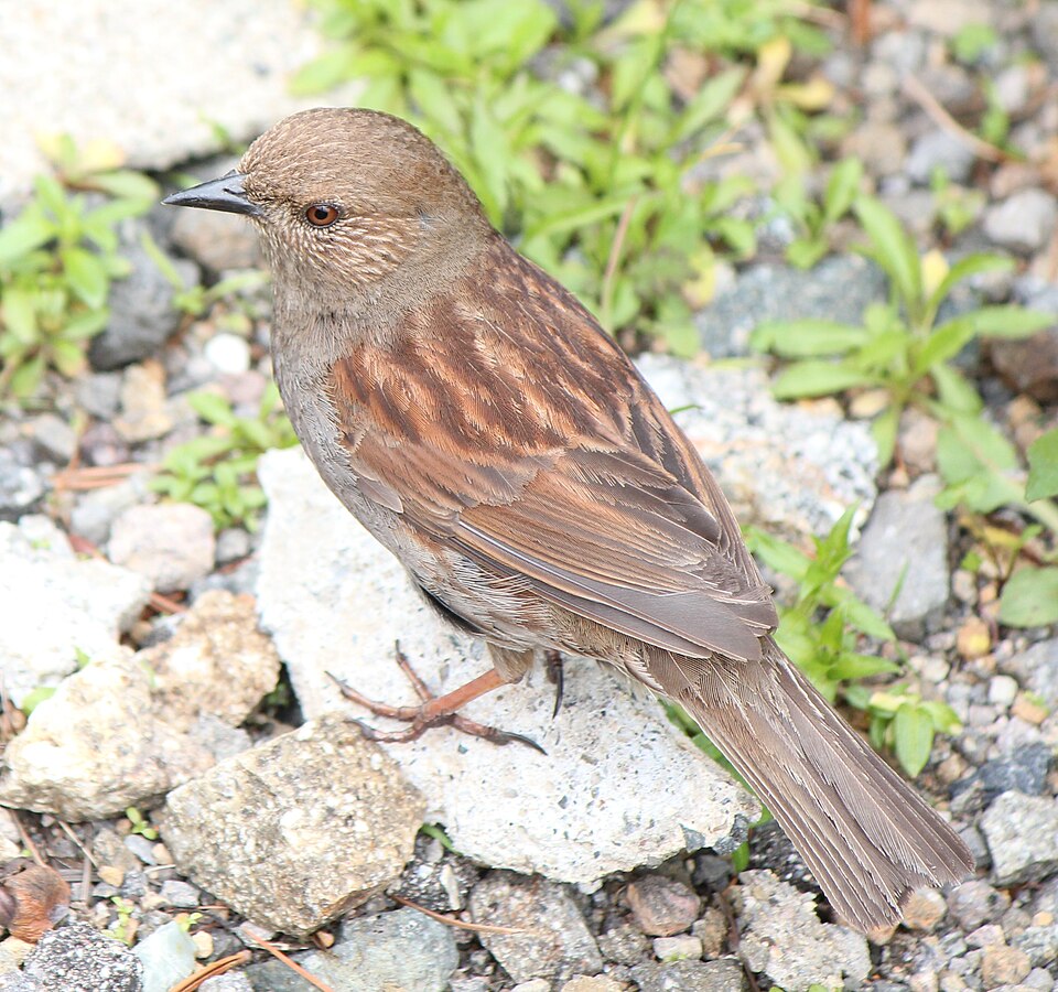Japanese Accentor