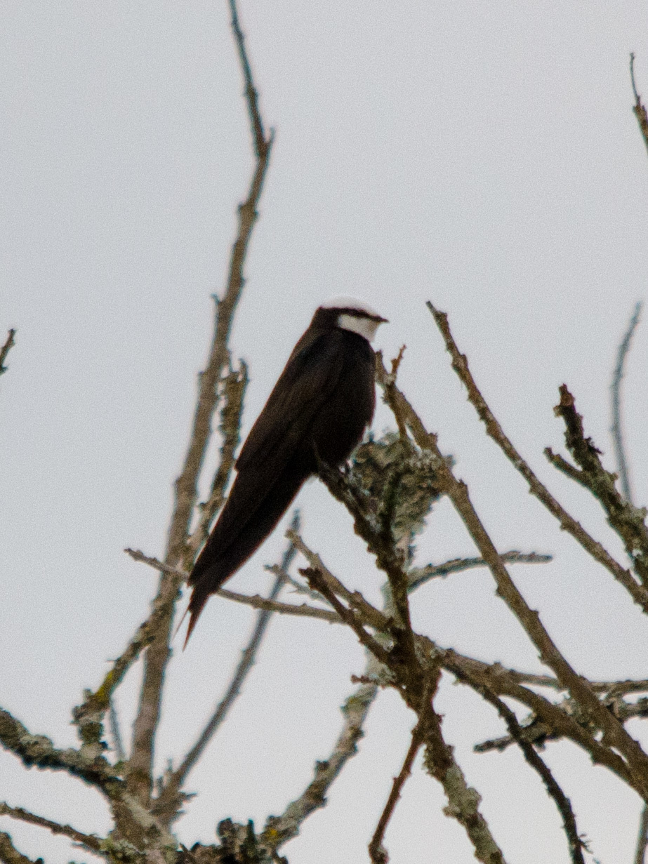 White-headed Saw-wing