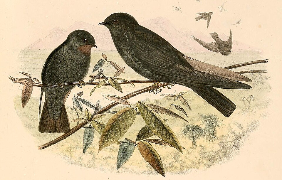 Square-tailed Saw-wing