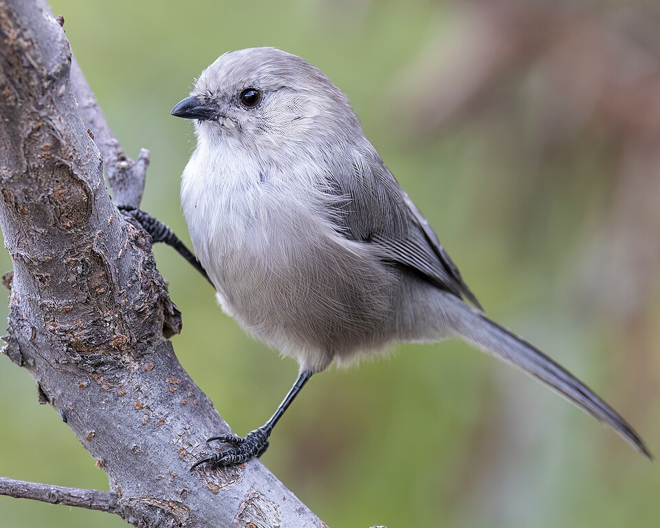 American Bushtit