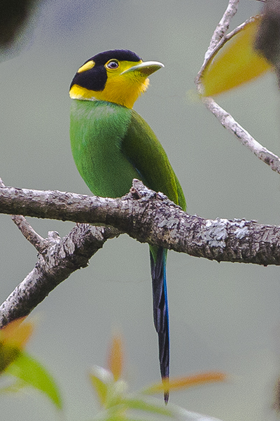 Long-tailed Broadbill