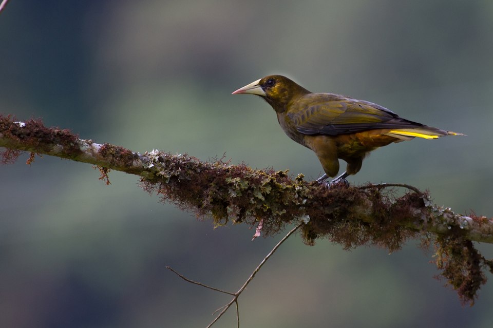 Dusky-green Oropendola
