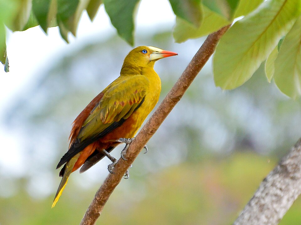 Green Oropendola