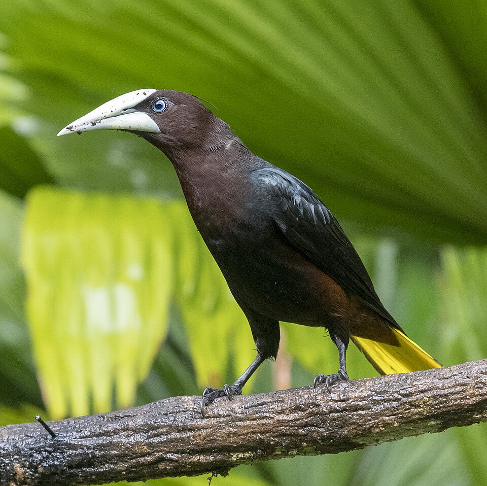 Chestnut-headed Oropendola