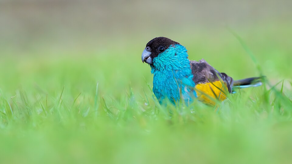 Hooded Parrot