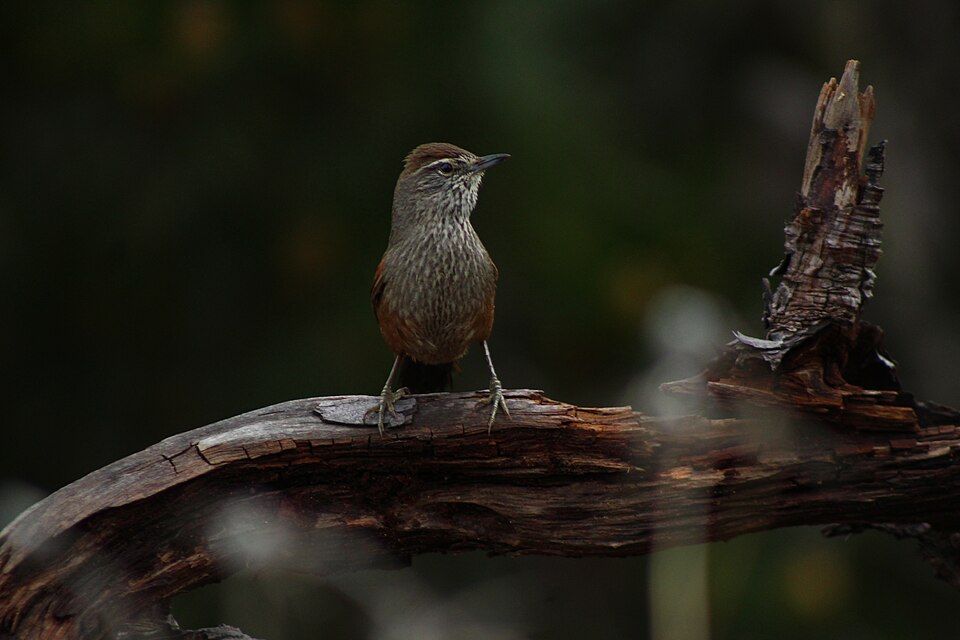 Dusky-tailed Canastero