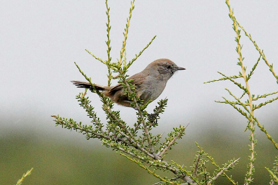 Patagonian Canastero