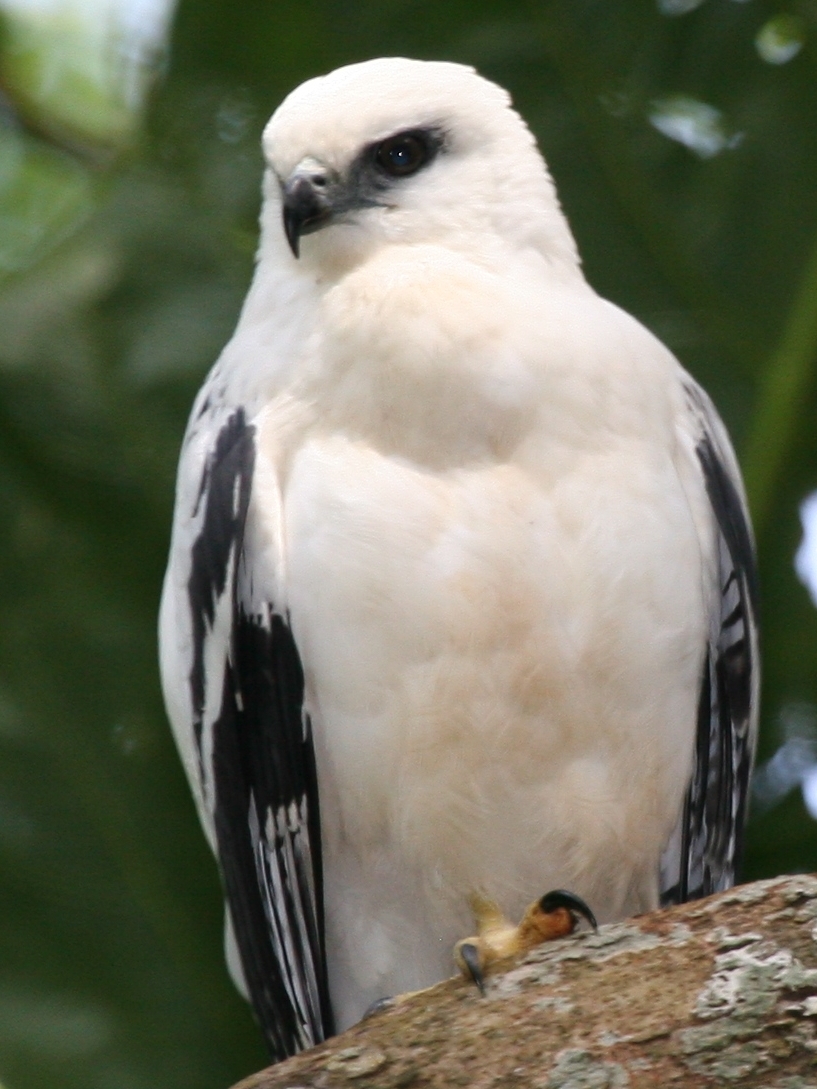 White Hawk