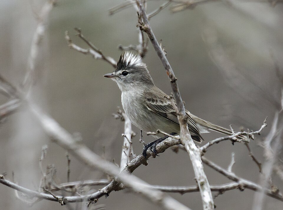 Grey-and-white Tyrannulet
