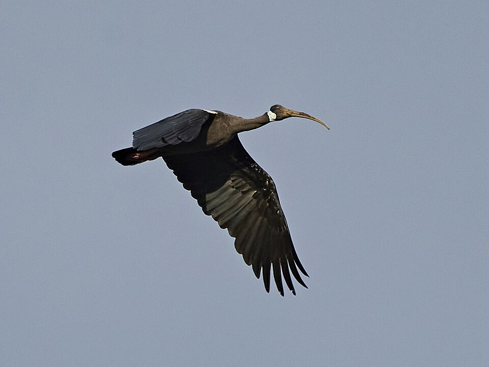 White-shouldered Ibis