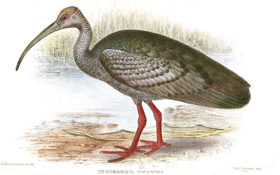 Giant Ibis