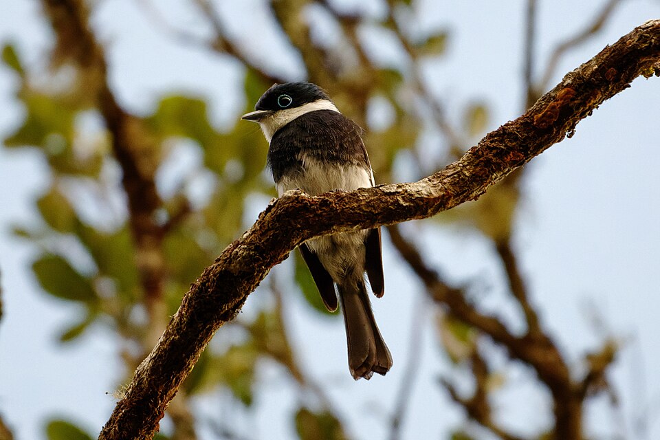 Ward's Flycatcher