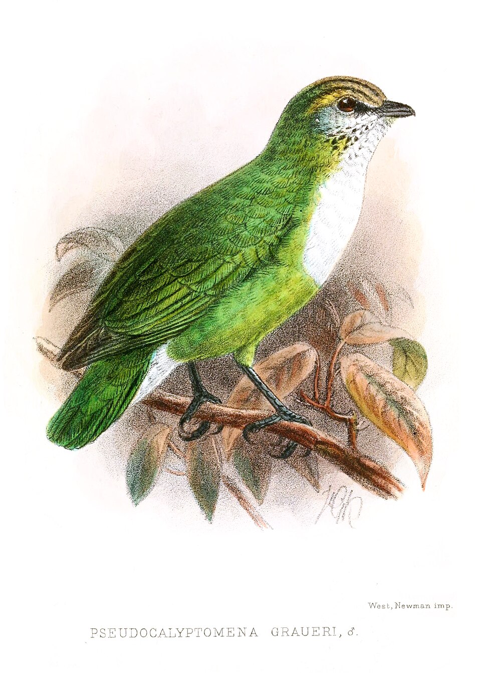 Grauer's Broadbill
