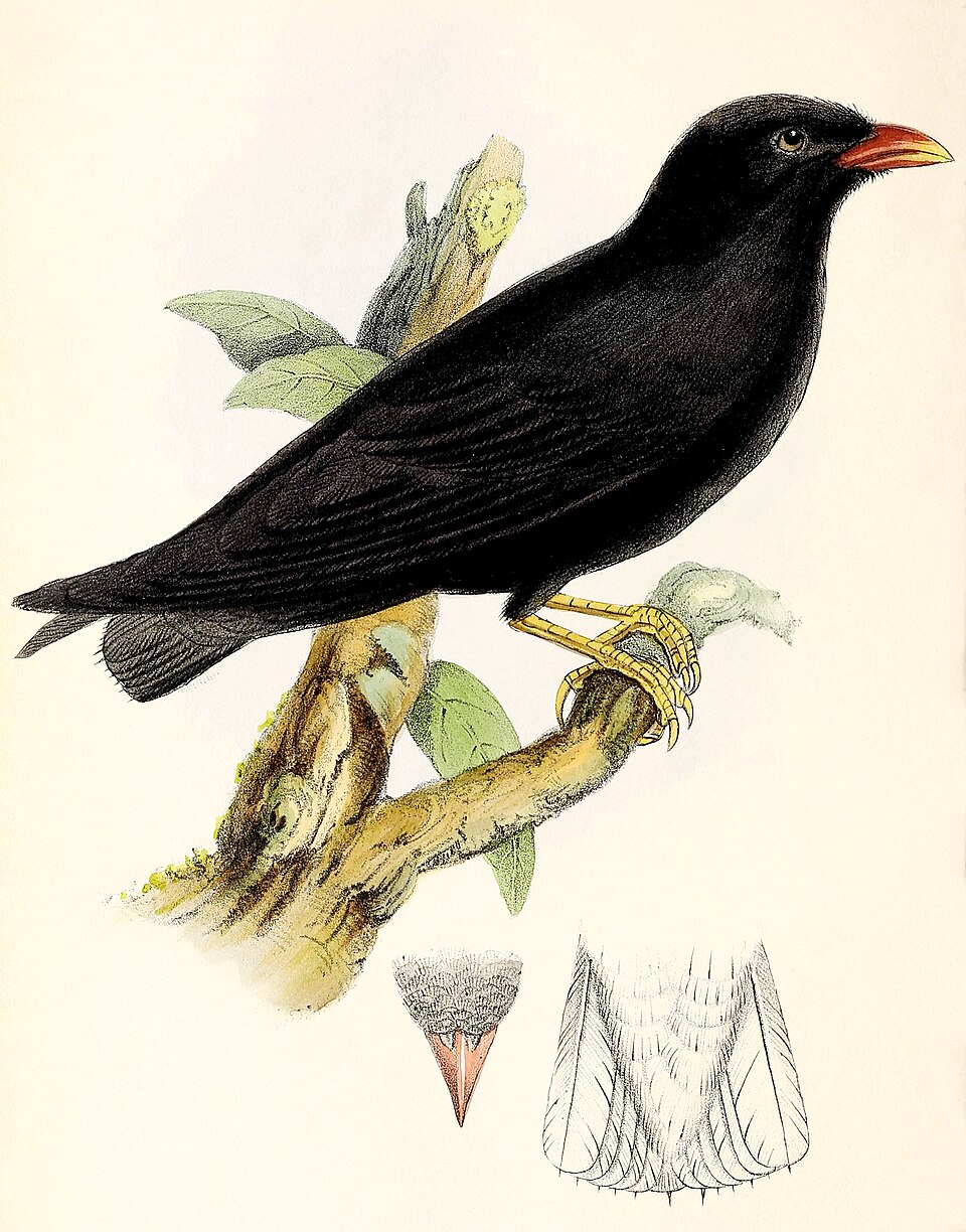 African River Martin