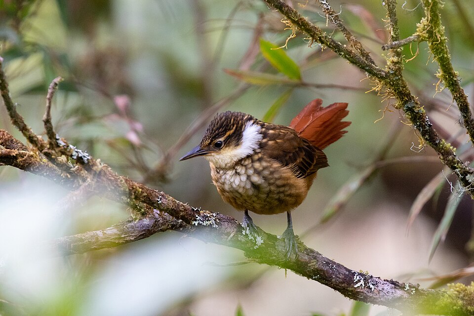 Streaked Tuftedcheek