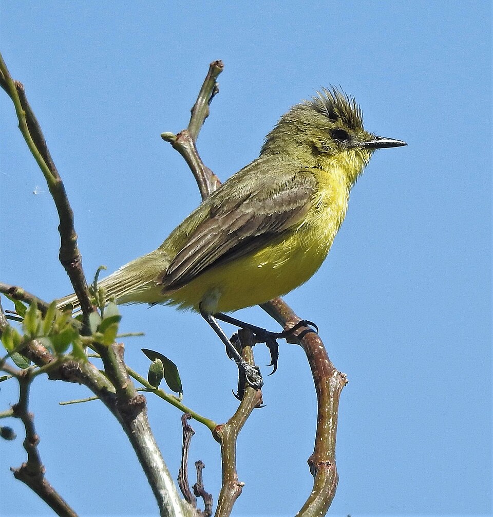 Subtropical Doradito