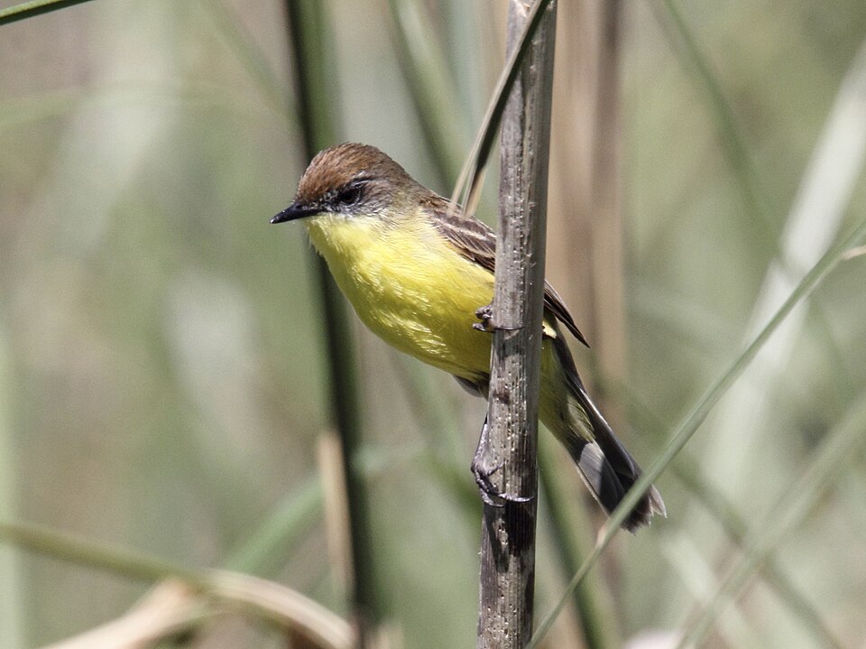Warbling Doradito