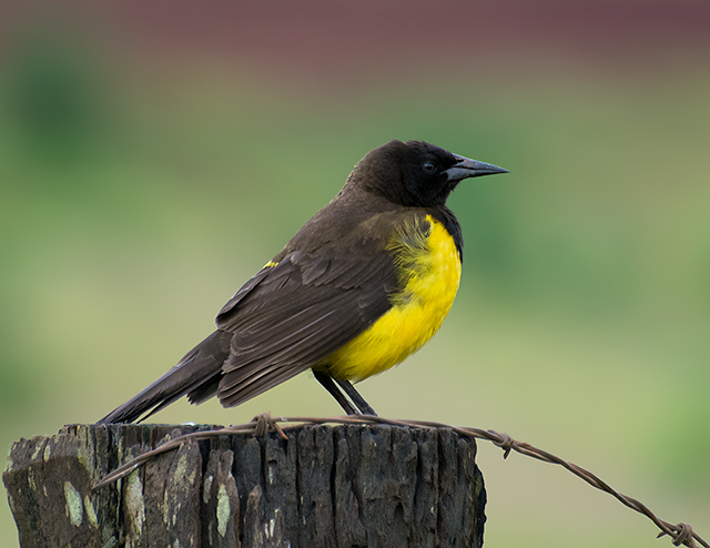Yellow-rumped Marshbird