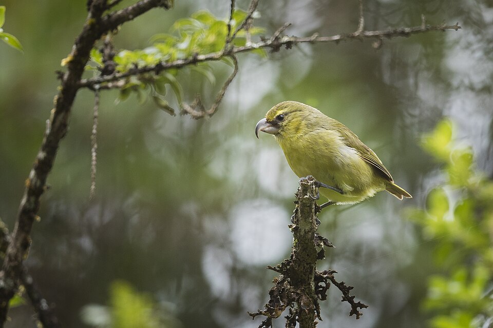 Maui Parrotbill