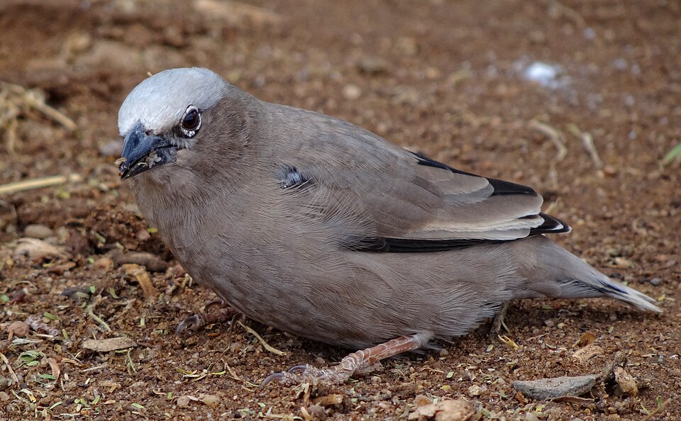 Grey-capped Social Weaver