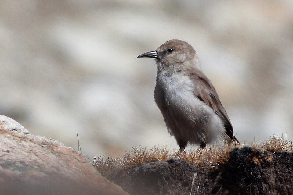 Ground Tit
