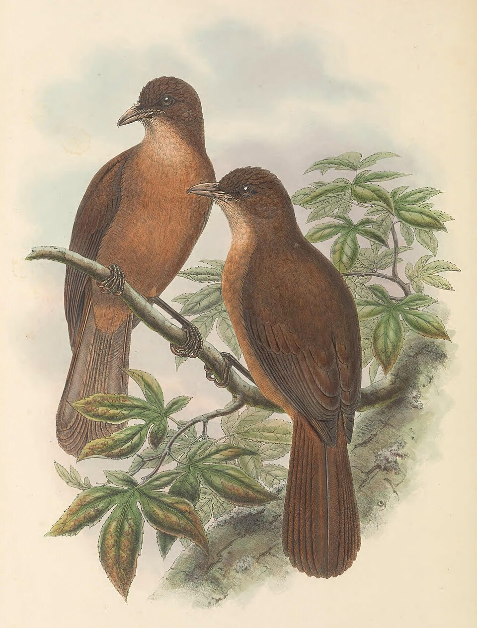 Rusty Pitohui