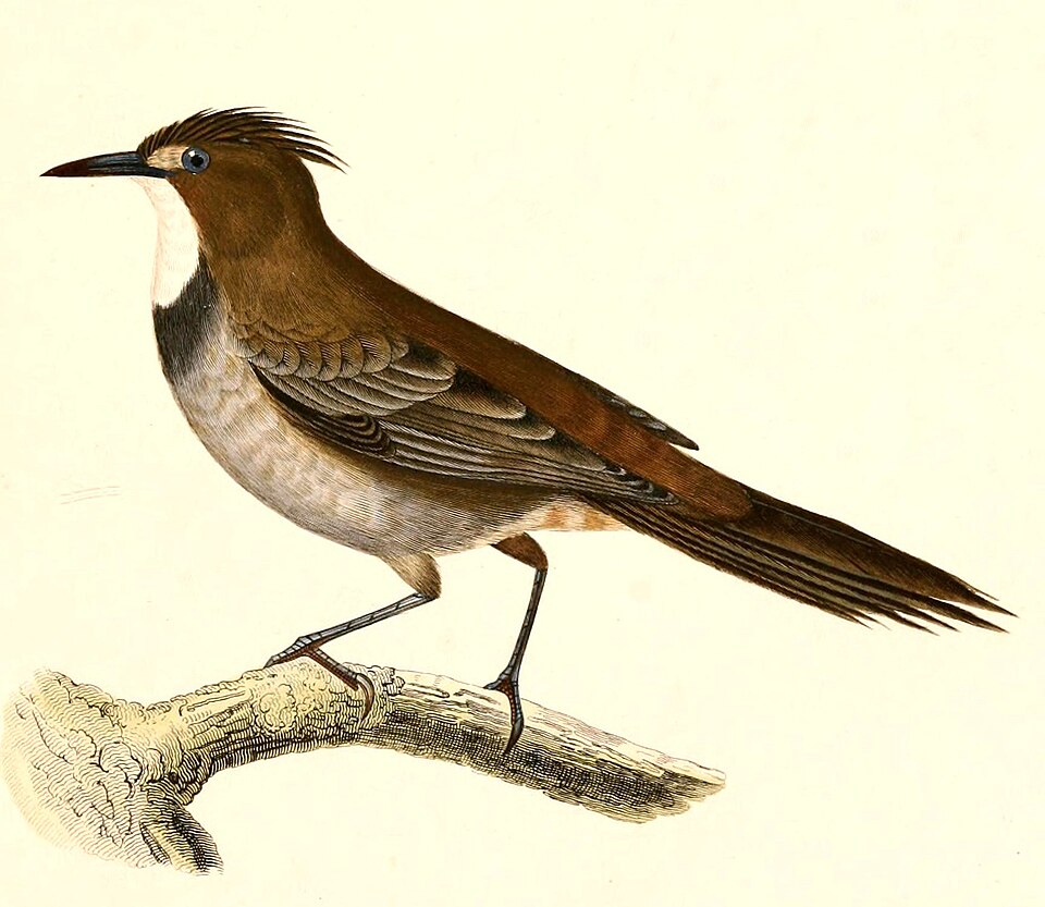 White-throated Cacholote