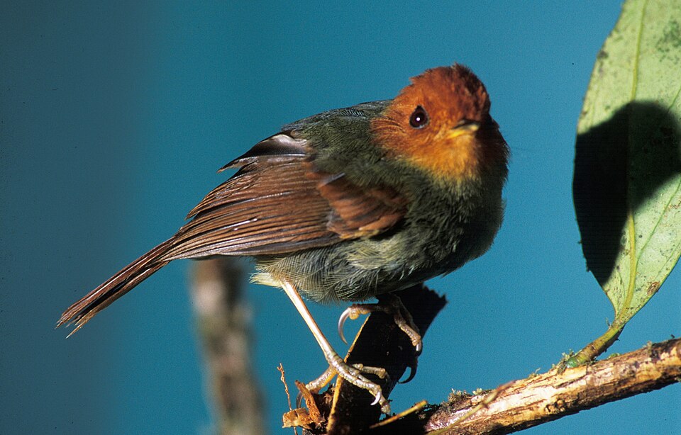 Rufous-headed Pygmy Tyrant
