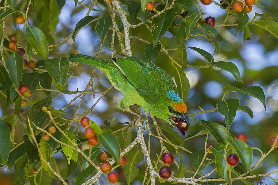 Flame-fronted Barbet