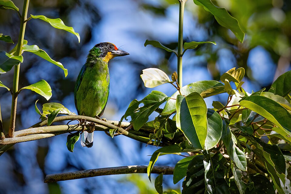 Necklaced Barbet