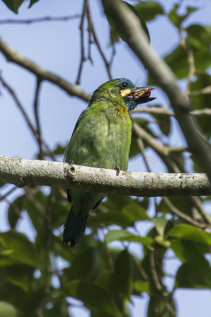 Yellow-eared Barbet