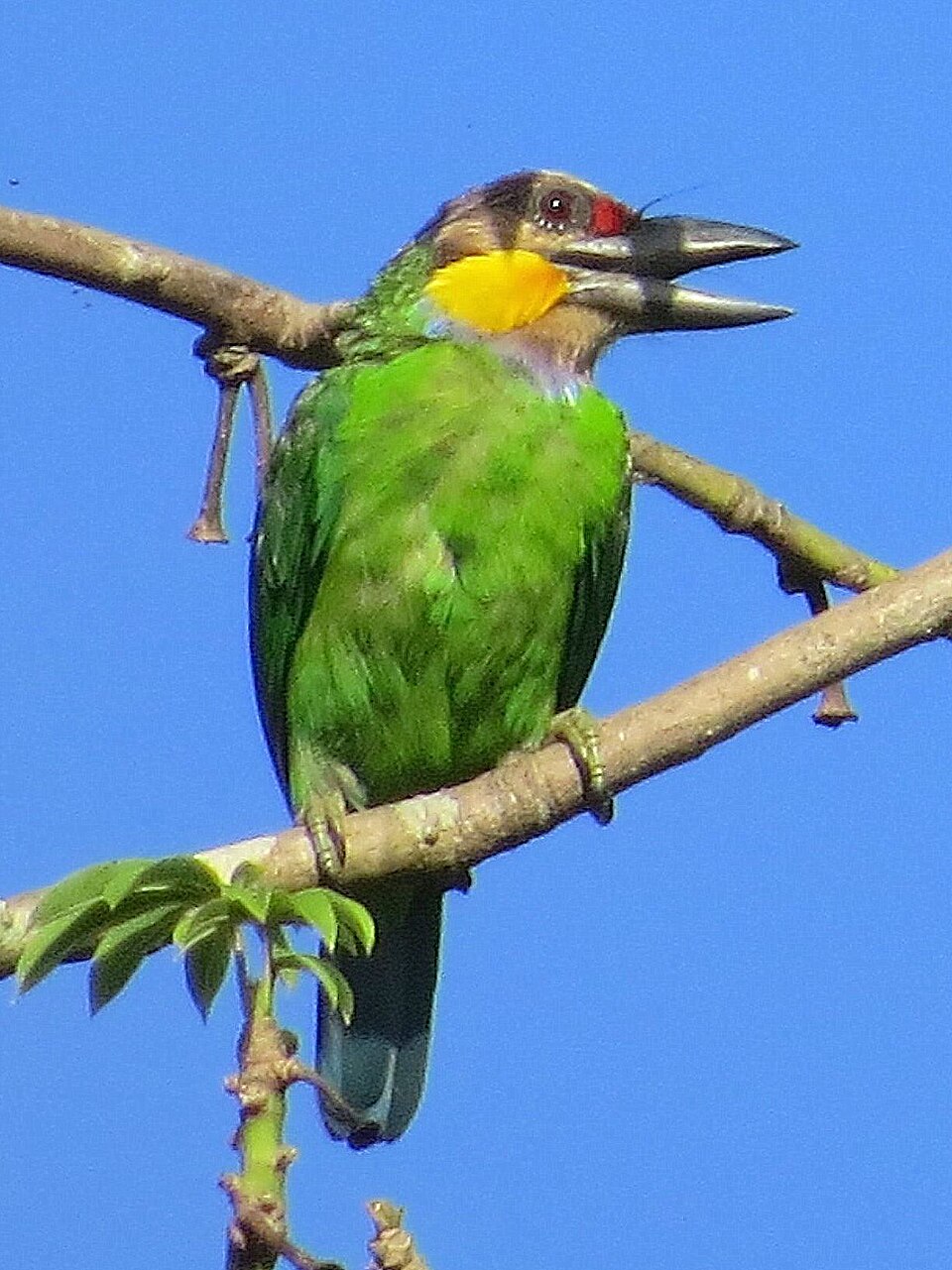 Golden-whiskered Barbet