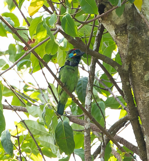 Bornean Barbet