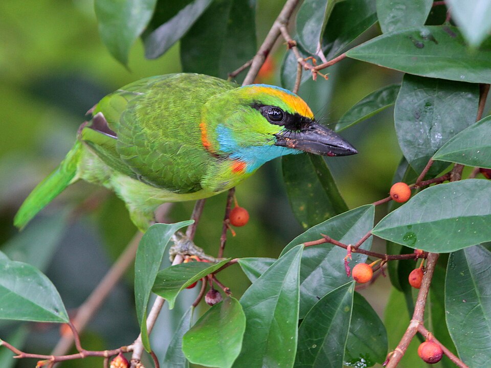 Yellow-crowned Barbet