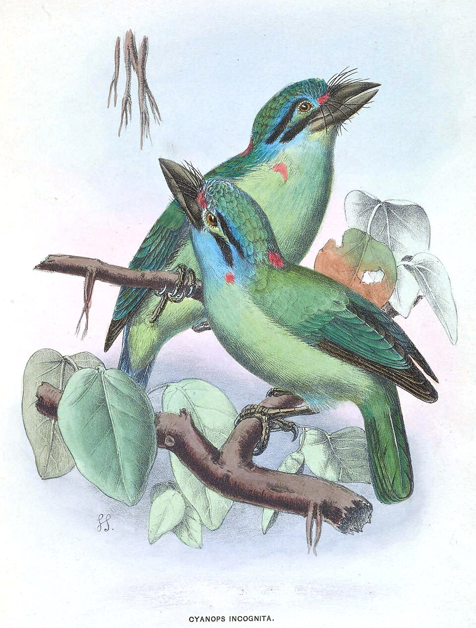 Moustached Barbet