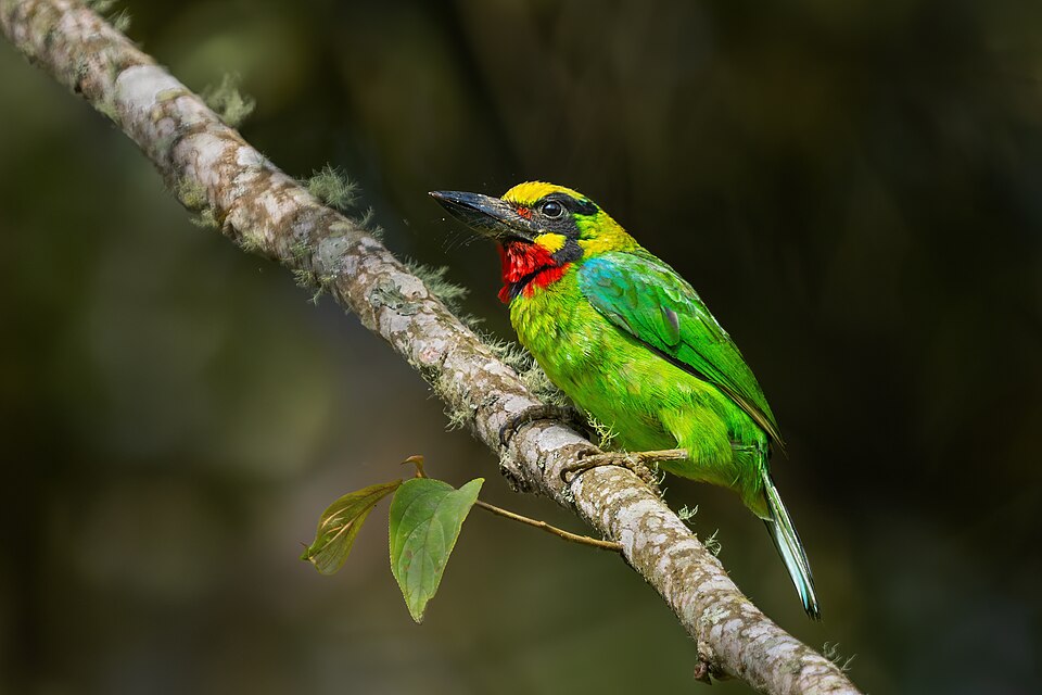 Black-banded Barbet