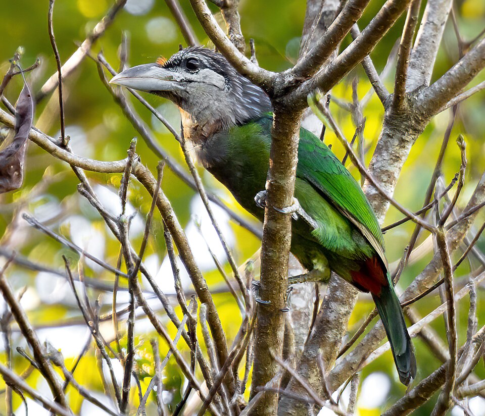 Red-vented Barbet