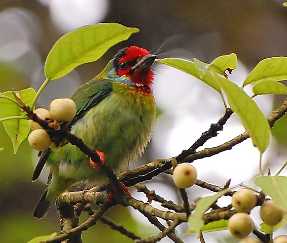 Malabar Barbet