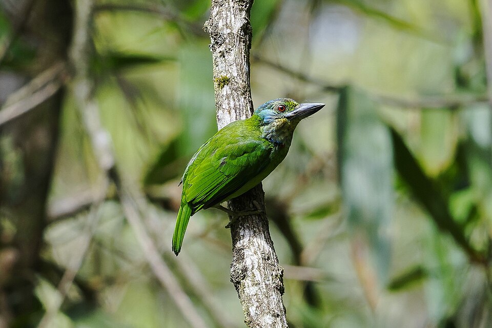 Mountain Barbet