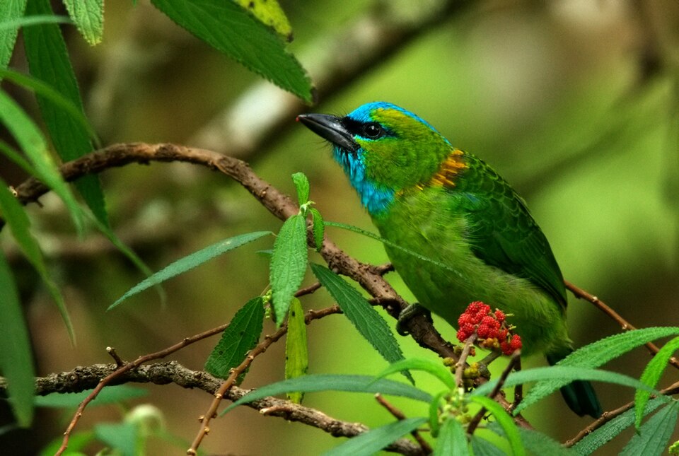 Golden-naped Barbet