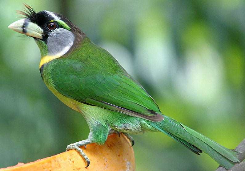 Fire-tufted Barbet