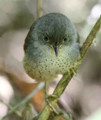 Spotted Bamboowren